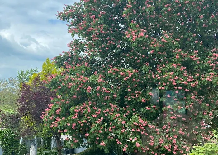 Casa de hóspedes Wollscheid